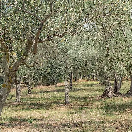 Magnolia Costa Dei Trabocchi *