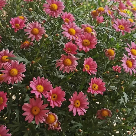 Magnolia Costa Dei Trabocchi