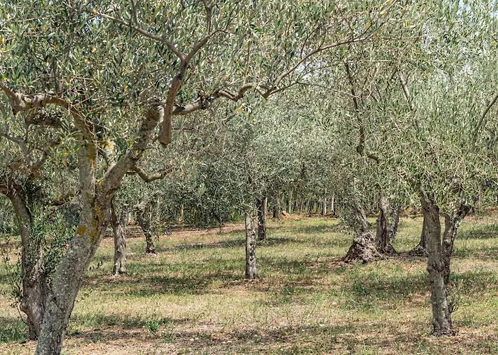 Magnolia Costa Dei Trabocchi *