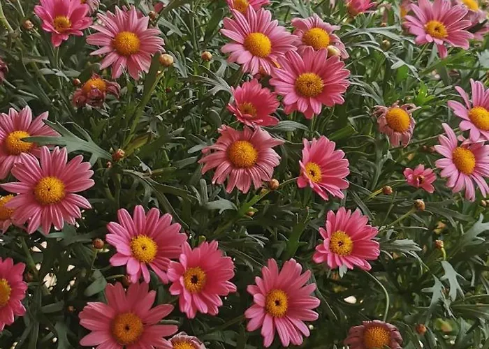 Magnolia Costa Dei Trabocchi