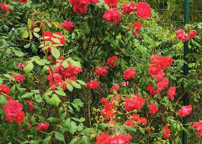 Kır Evi Magnolia Costa Dei Trabocchi Rocca San Giovanni